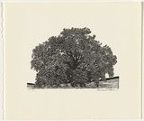 Artist: Atkins, Ros. | Title: Oak | Date: 1998, July | Technique: linocut, printed in black ink, from one block