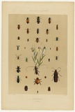 Artist: Angas, George French. | Title: Entomology: coleoptera. | Date: 1846-47 | Technique: lithograph, printed in colour, from multiple stones; varnish highlights by brush