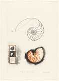 Artist: GRIFFITH, Pamela | Title: The logarithmic spiral of the Nautilus | Date: 1981 | Technique: hard ground, aquatint, sugarlift, soft ground, on two zinc | Copyright: © Pamela Griffith