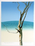 Artist: ROSE, David | Title: Eucalypt - Bateau Bay II | Date: 1976 | Technique: screenprint, printed in colour, from multiple stencils