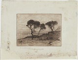 Artist: Mather, John. | Title: Ti-tree. | Date: 1898 | Technique: etching, printed in brown ink with plate-tone, from one plate