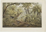 Artist: von Guérard, Eugene | Title: Ferntree Gully, Dandenong Ranges, Victoria. | Date: (1866) | Technique: lithograph, printed in colour, from multiple stones
