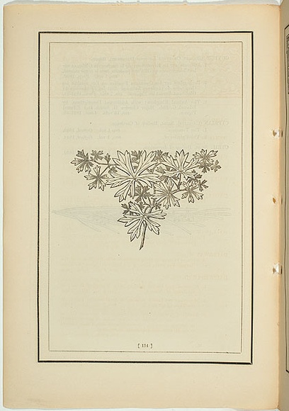 Title: not titled [corraea speciosa]. | Date: 1861 | Technique: woodengraving, printed in black ink, from one block