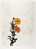 Artist: ROSE, David | Title: Marigolds | Date: 1976 | Technique: etching, printed in black ink, from one plate