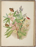 Artist: Meredith, Louisa Anne. | Title: Tasmanian speedwell | Date: 1860 | Technique: lithograph, printed in colour, from multiple stones