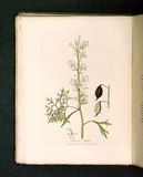 Title: Embothrium silaifolium [Cut-leaved embothrium]. | Date: 1793 | Technique: engraving, printed in black ink, from one copper plate; hand-coloured