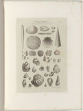 Title: Fossils of South Australia. | Date: 1855-56 | Technique: engraving, printed in black ink, from one copper plate
