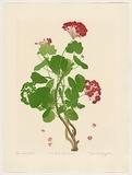 Artist: GRIFFITH, Pamela | Title: The Red Geranium | Date: 1988 | Technique: hardground-etching and aquatint, printed in black ink, from one copper plate; hand-coloured | Copyright: © Pamela Griffith