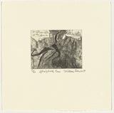 Artist: Robinson, William. | Title: Springbrook trees | Date: 1999 | Technique: etching, printed in black ink, from one plate