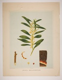 Artist: Fiveash, Rosa | Title: Acacia melanoxylon. | Date: 1882 | Technique: lithograph, printed in colour, from multiple stones [or plates]