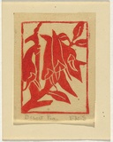 Artist: Syme, Eveline | Title: Greeting card: Desert pea | Date: c.1945 | Technique: linocut, printed in red ink, from one block