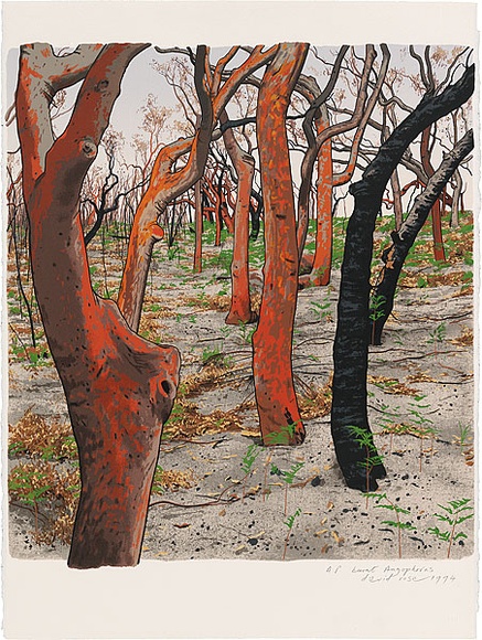 Artist: ROSE, David | Title: Burnt Angophoras | Date: 1994 | Technique: screenprint, printed in colour, from multiple stencils