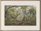 Artist: von Guérard, Eugene | Title: Ferntree Gully, Dandenong Ranges, Victoria. | Date: (1866 - 68) | Technique: lithograph, printed in colour, from multiple stones
