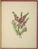Artist: WALKER, Annie | Title: Epacris longiflora [native fuchsia] and zieria lævigata. | Date: 1887 | Technique: lithograph, printed in black ink, from one stone; hand-coloured