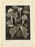 Artist: WILLIAMS, Fred | Title: Lilies | Date: 1962 | Technique: etching, aquatint, engraving, drypoint | Copyright: © Fred Williams Estate