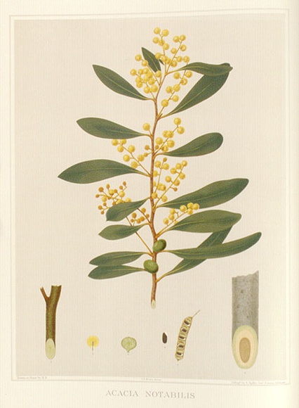Artist: Fiveash, Rosa | Title: Acacia notabilis. | Date: 1890 | Technique: lithograph, printed in colour, from multiple stones [or plates]