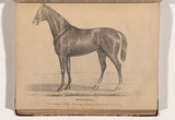 Artist: NICHOLAS, William | Title: Whalebone, winner of the St. Ledger stakes at Homebush May 1847 | Date: 1847 | Technique: lithograph, printed in black ink, from one plate