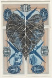Artist: HALL, Fiona | Title: Ipomoea batatas - Sweet potato (Colombian currency) | Date: 2000 - 2002 | Technique: gouache | Copyright: © Fiona Hall