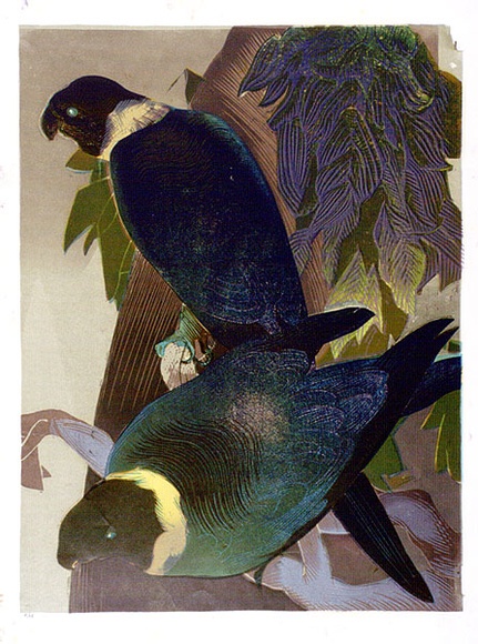 Artist: b'Griffin, Murray.' | Title: b'Two parrots' | Date: 1966 | Technique: b'linocut, printed in colour, from six blocks' Artist: b'Griffin, Murray.' | Title: b'Two parrots' | Date: 1966 | Technique: b'linocut, printed in colour, from six blocks'