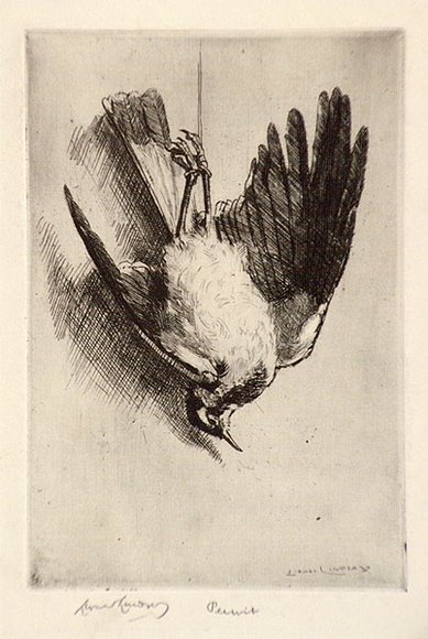 Artist: b'LINDSAY, Lionel' | Title: b'Peewit' | Date: 1916 | Technique: b'etching, printed in warm black ink with plate-tone, from one plate' | Copyright: b'Courtesy of the National Library of Australia' Artist: b'LINDSAY, Lionel' | Title: b'Peewit' | Date: 1916 | Technique: b'etching, printed in warm black ink with plate-tone, from one plate' | Copyright: b'Courtesy of the National Library of Australia'
