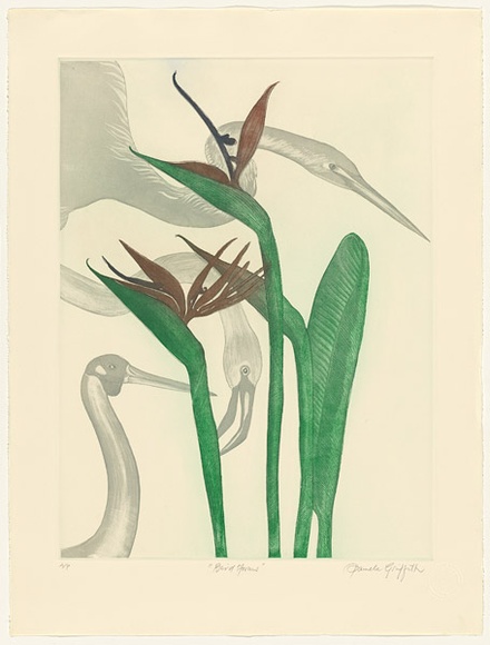 Artist: b'GRIFFITH, Pamela' | Title: b'Bird forms' | Date: 1984 | Technique: b'hardground-etching, aquatint and burnishing, printed in colour, from two zinc plates' | Copyright: b'\xc2\xa9 Pamela Griffith' Artist: b'GRIFFITH, Pamela' | Title: b'Bird forms' | Date: 1984 | Technique: b'hardground-etching, aquatint and burnishing, printed in colour, from two zinc plates' | Copyright: b'\xc2\xa9 Pamela Griffith'
