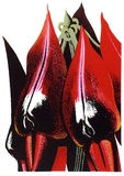 Artist: Newmarch, Ann. | Title: Malu Karu (Sturt Desert Pea) | Date: 1980 | Technique: screenprint, printed in colour, from multiple stencils