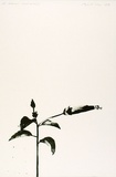 Artist: b'Rose, David.' | Title: b'Hibiscus (next morning)' | Date: 1974 | Technique: b'lithograph, printed in black ink, from one zinc plate'
