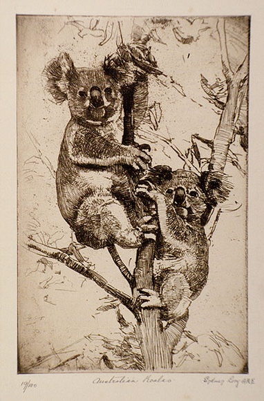 Artist: b'Long, Sydney.' | Title: b'Australian koalas' | Date: 1928, after | Technique: b'etching, printed in brown ink with plate-tone, from one plate' | Copyright: b'Reproduced with the kind permission of the Ophthalmic Research Institute of Australia' Artist: b'Long, Sydney.' | Title: b'Australian koalas' | Date: 1928, after | Technique: b'etching, printed in brown ink with plate-tone, from one plate' | Copyright: b'Reproduced with the kind permission of the Ophthalmic Research Institute of Australia'