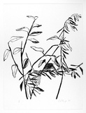 Artist: L'Estrange, Sally. | Title: Gum and olive branches holding hands | Date: 1985 | Technique: lithograph, printed in black ink, from one stone [or plate]