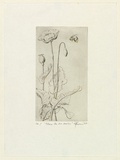 Artist: EWINS, Rod | Title: Where the bee sucks. | Date: 1964 | Technique: line-engraving, printed in black ink, from one copper plate