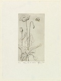 Artist: EWINS, Rod | Title: Where the bee sucks. | Date: 1964 | Technique: line-engraving, printed in black ink, from one copper plate