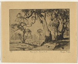 Artist: Pratt, Douglas. | Title: Gums of the sunny south | Date: 1937 | Technique: etching, printed in black ink, from one plate
