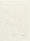 Artist: b'LEFROY, Ray' | Title: b'Earth curve' | Date: 1988 | Technique: b'embossed linocut'