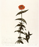 Artist: b'Rose, David.' | Title: b'Coloured in Zinnia' | Date: 1976 | Technique: b'etching, printed in blac ink, from one plate; watercolour'