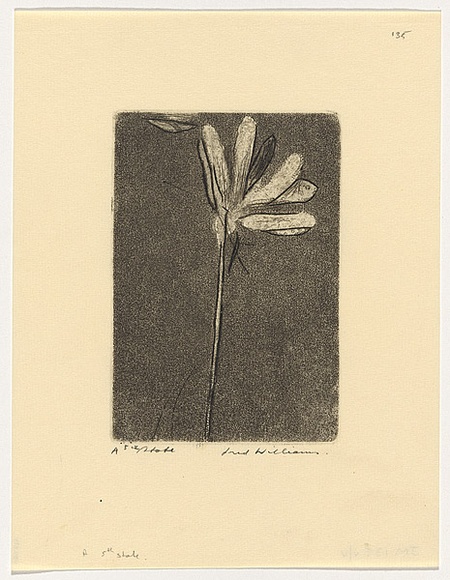 Artist: b'WILLIAMS, Fred' | Title: b'Hakea' | Date: 1963 | Technique: b'etching, aquatint, engraving, drypoint, printed in black ink from one zinc plate' | Copyright: b'\xc2\xa9 Fred Williams Estate' Artist: b'WILLIAMS, Fred' | Title: b'Hakea' | Date: 1963 | Technique: b'etching, aquatint, engraving, drypoint, printed in black ink from one zinc plate' | Copyright: b'\xc2\xa9 Fred Williams Estate'