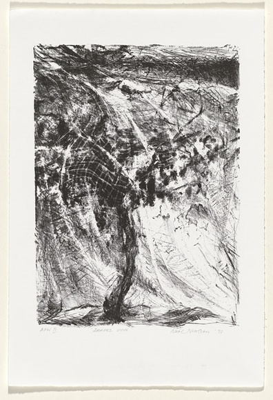 Artist: b'NICOLSON, Noel' | Title: b'Draped vine' | Date: 1998 | Technique: b'lithograph, printed in black ink, from one stone' Artist: b'NICOLSON, Noel' | Title: b'Draped vine' | Date: 1998 | Technique: b'lithograph, printed in black ink, from one stone'