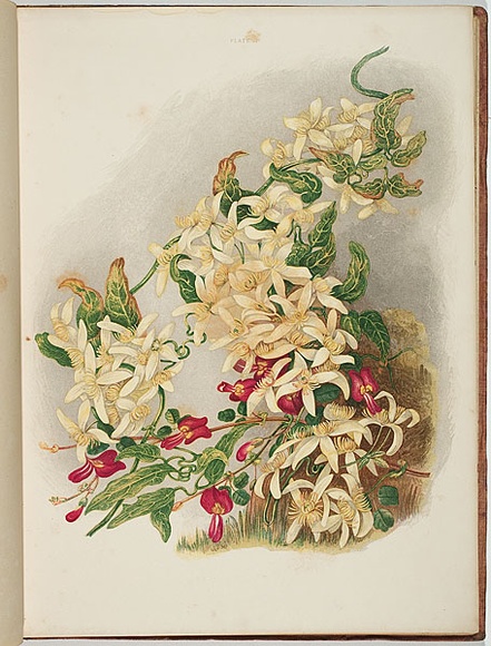Artist: b'Meredith, Louisa Anne.' | Title: b'Native clematis' | Date: 1860 | Technique: b'lithograph, printed in colour, from multiple stones'