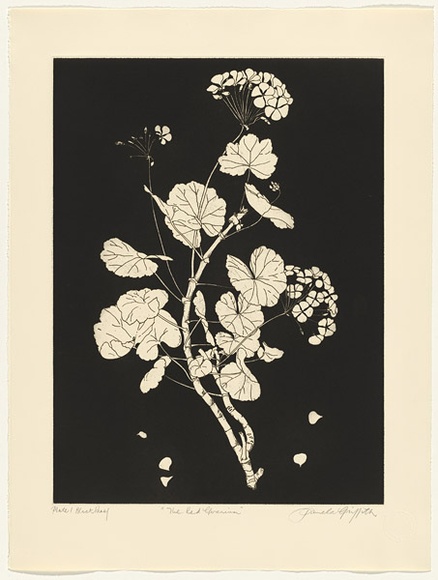 Artist: b'GRIFFITH, Pamela' | Title: b'The Red Geranium' | Date: 1988 | Technique: b'hardground-etching and aquatint, printed in black ink, from one copper plate' | Copyright: b'\xc2\xa9 Pamela Griffith' Artist: b'GRIFFITH, Pamela' | Title: b'The Red Geranium' | Date: 1988 | Technique: b'hardground-etching and aquatint, printed in black ink, from one copper plate' | Copyright: b'\xc2\xa9 Pamela Griffith'