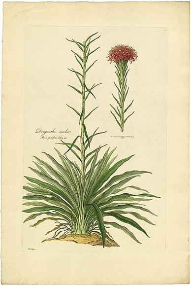 Artist: b'Bauer, Ferdinand.' | Title: b'Gymea lily (parts i).' | Date: 1806-13 | Technique: b'engraving, printed in colour, from one plate; hand-coloured; letterpress' Artist: b'Bauer, Ferdinand.' | Title: b'Gymea lily (parts i).' | Date: 1806-13 | Technique: b'engraving, printed in colour, from one plate; hand-coloured; letterpress'