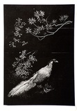 Artist: LINDSAY, Lionel | Title: Silver pheasant | Date: 1936 | Technique: wood-engraving, printed in black ink, from one block | Copyright: Courtesy of the National Library of Australia