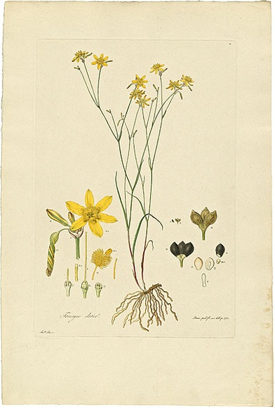 Artist: b'Bauer, Ferdinand.' | Title: b'Tricoryne elatior.' | Date: 1806-13 | Technique: b'engraving, printed in colour, from one plate; hand-coloured; letterpress' Artist: b'Bauer, Ferdinand.' | Title: b'Tricoryne elatior.' | Date: 1806-13 | Technique: b'engraving, printed in colour, from one plate; hand-coloured; letterpress'