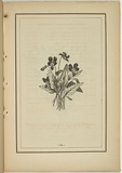 Title: not titled [viola betonicifolia]. | Date: 1861 | Technique: woodengraving, printed in black ink, from one block