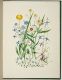 Artist: Charsley, Fanny Anne. | Title: Brunonia australis, craspedia richea, dianella revoluta, lobelia pedunculata, convolvulus erubescens, ammobium alatum, helichrysum bracteatum and lobelia simplicicaulis. | Date: 1867 | Technique: lithograph, printed in black ink, from one stone; hand-coloured