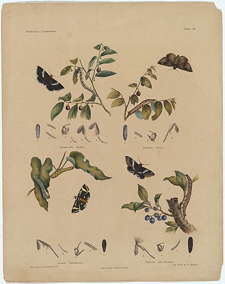 Artist: b'Scott, Helena.' | Title: b'Anocala cabbalistica, Catocala albo-fasciata.' | Date: c.1865 | Technique: b'lithograph, printed in black ink, from one stone; hand-coloured' Artist: b'Scott, Helena.' | Title: b'Anocala cabbalistica, Catocala albo-fasciata.' | Date: c.1865 | Technique: b'lithograph, printed in black ink, from one stone; hand-coloured'