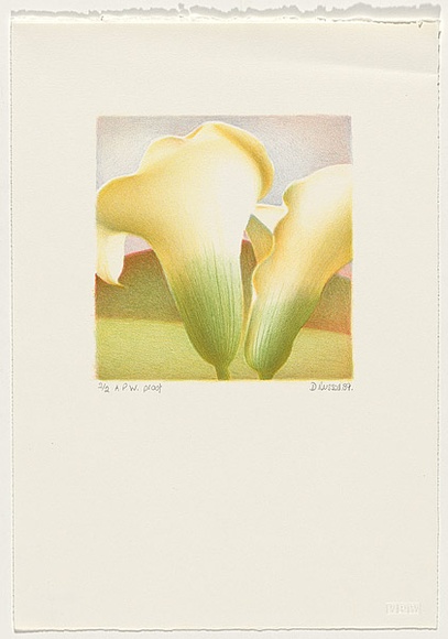 Artist: b'Russell,, Deborah.' | Title: b'Lily I' | Date: 1989, September | Technique: b'lithograph, printed in colour from multiple stones' Artist: b'Russell,, Deborah.' | Title: b'Lily I' | Date: 1989, September | Technique: b'lithograph, printed in colour from multiple stones'