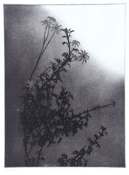 Artist: b'GRIFFITH, Pamela' | Title: b'Flannel flowers and Zebra finch' | Date: 1986 | Technique: b'hard ground, aquatint, spray resist on one, zinc' | Copyright: b'\xc2\xa9 Pamela Griffith' Artist: b'GRIFFITH, Pamela' | Title: b'Flannel flowers and Zebra finch' | Date: 1986 | Technique: b'hard ground, aquatint, spray resist on one, zinc' | Copyright: b'\xc2\xa9 Pamela Griffith'