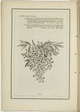 Title: not titled [tecoma la trobei]. | Date: 1861 | Technique: woodengraving, printed in black ink, from one block