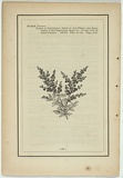 Title: not titled [rhagodia villardieri]. | Date: 1861 | Technique: woodengraving, printed in black ink, from one block