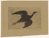 Artist: WILLIAMS, Fred | Title: Night heron | Date: 1962 | Technique: etching, aquatint and engraving, printed in black ink, from one copper plate | Copyright: © Fred Williams Estate