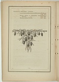 Title: not titled [billardiera longiflora]. | Date: 1861 | Technique: woodengraving, printed in black ink, from one block